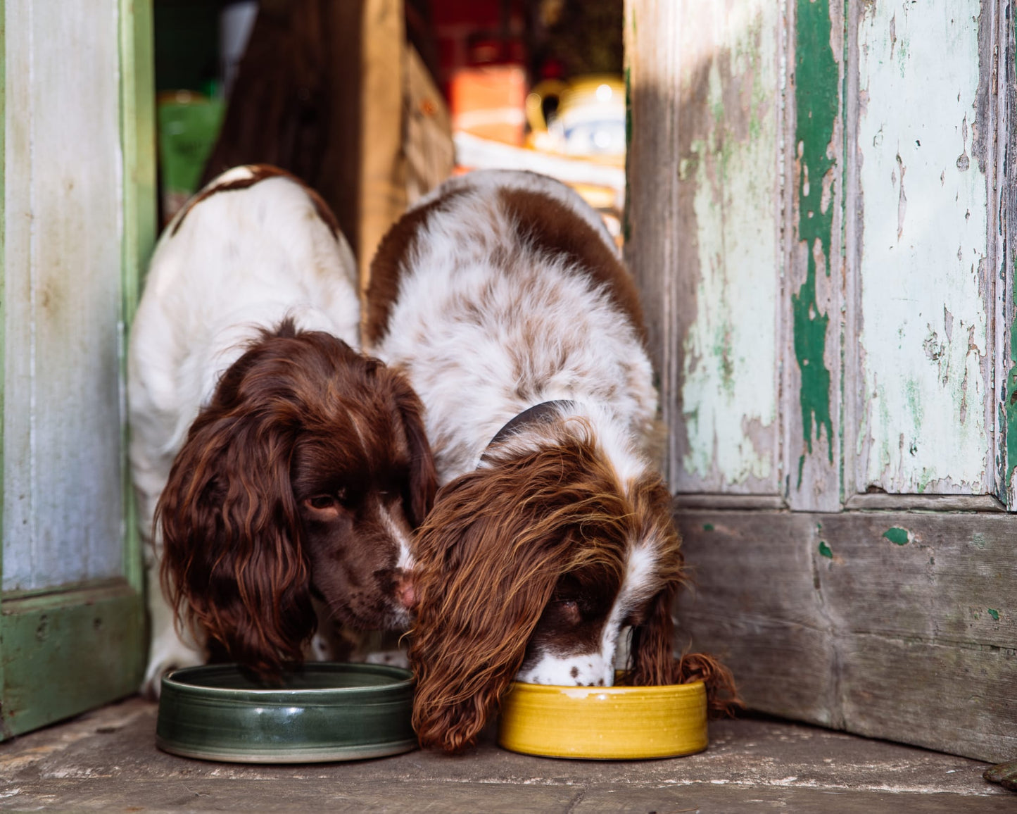 Tallow Medium Dog Bowl